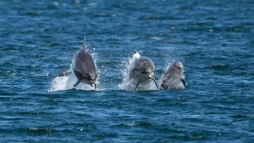  Остров Дельфинов в Сиде