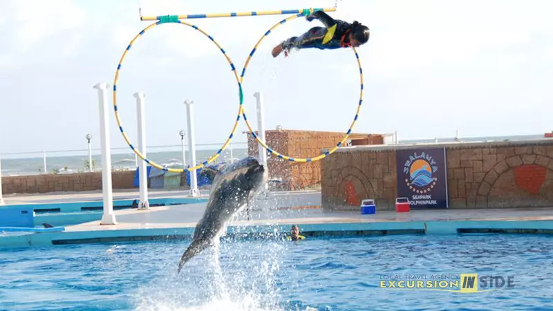 Side Dolphin Show image 2
