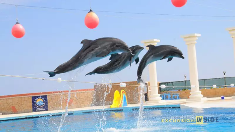 Side Dolphin Show image 5
