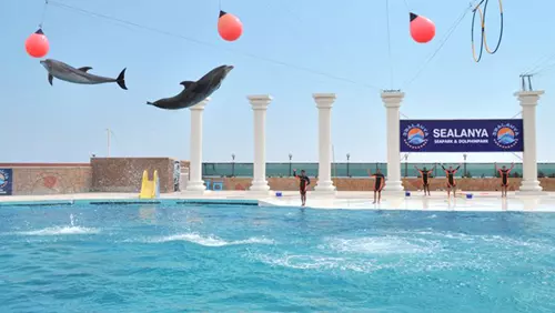 Side Dolphin Show 2